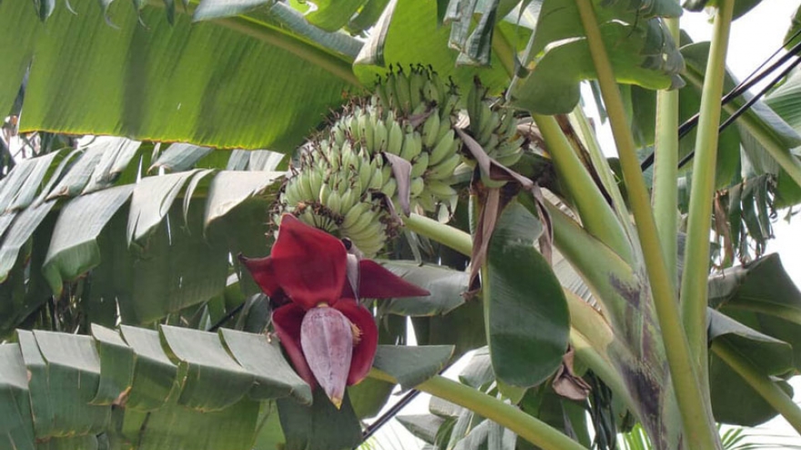 Chuối hột rừng: Loại quả mọc hoang nhưng được ví như “kho dược liệu” của núi rừng