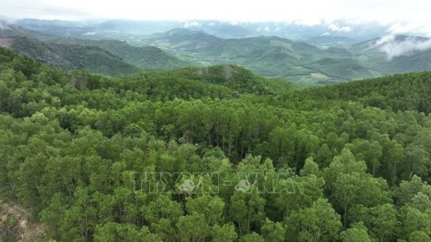 Room for green economic development from forest carbon credits