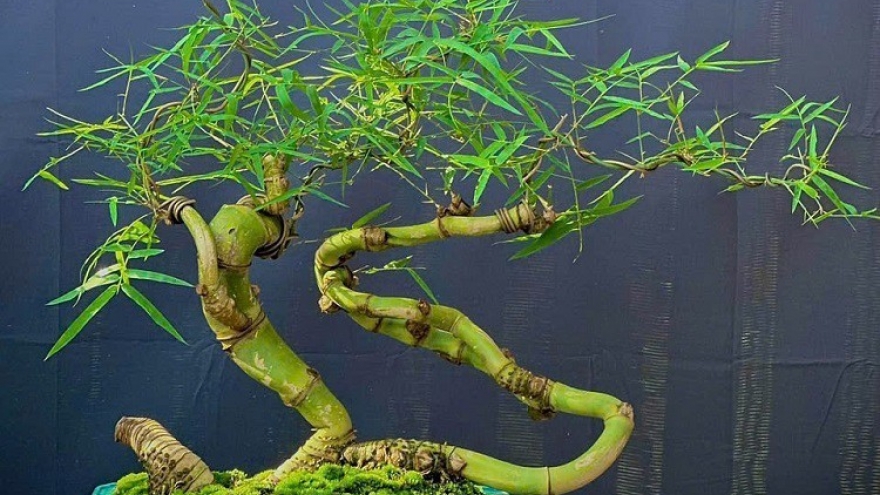 Độc đáo tre bonsai giá tiền triệu