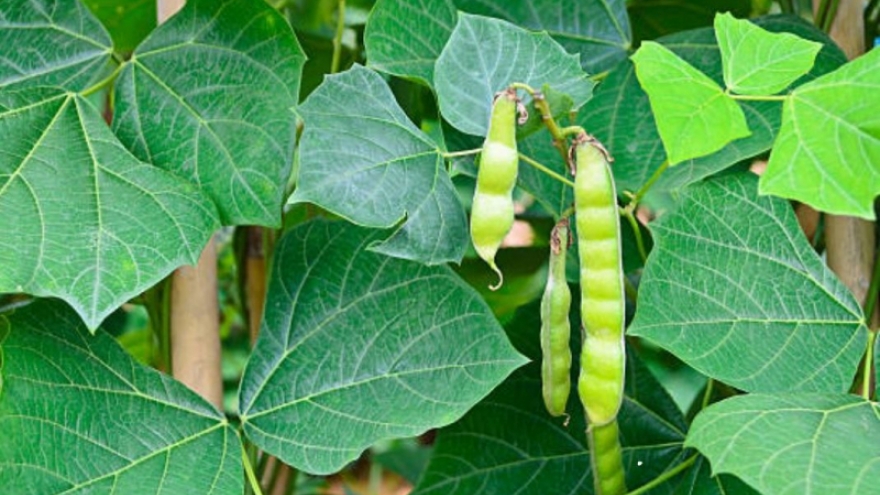 Bộ Y tế vào cuộc vụ 2 người hôn mê, 4 người cấp cứu sau khi ăn hạt quả cây củ đậu