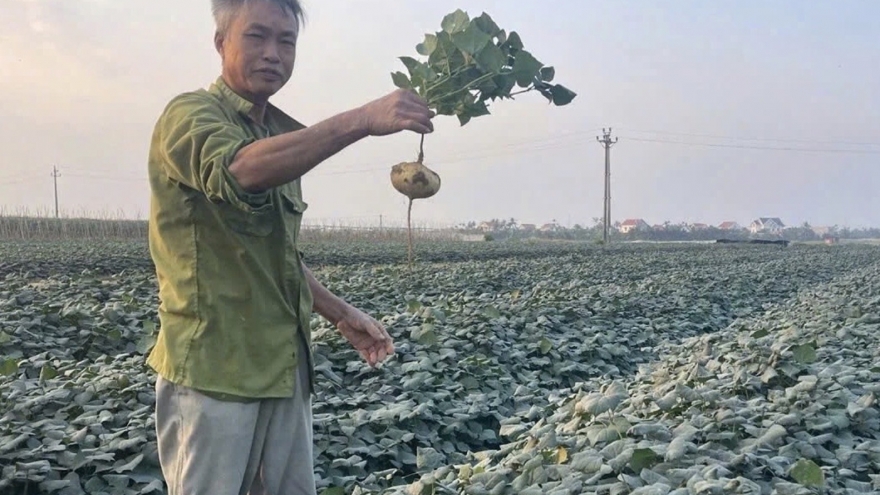 Ngộ độc hạt củ đậu, 6 người trong một gia đình ở Ninh Bình nhập viện