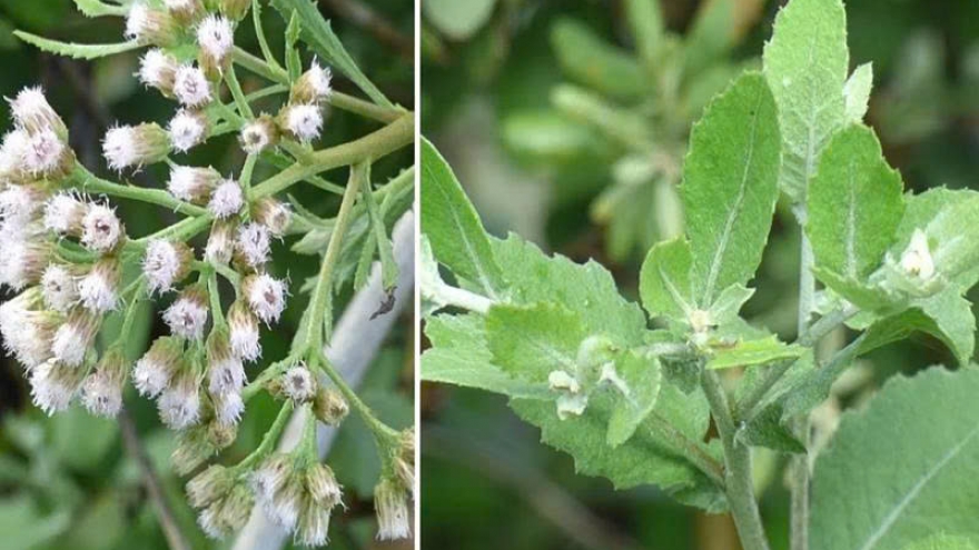 Cúc tần - loài cây mọc bờ rào nhưng giá trị dược liệu khiến nhiều người bất ngờ