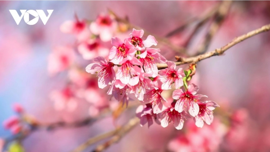 Da Lat to host cherry blossom festival 2026