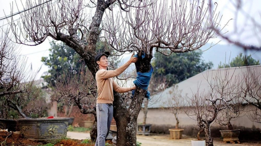 Da Bac peach trees draw crowds ahead of Lunar New Year