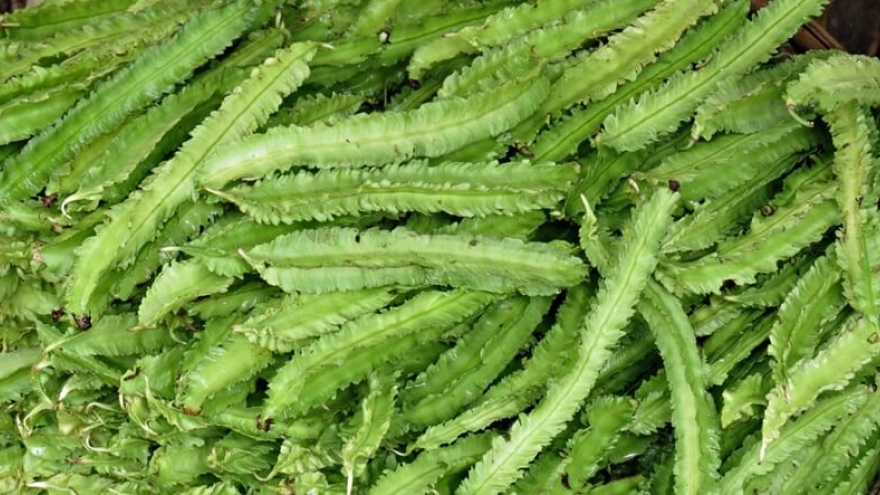 Đậu rồng, từ món rau dân dã đến nguồn dược liệu tiềm năng