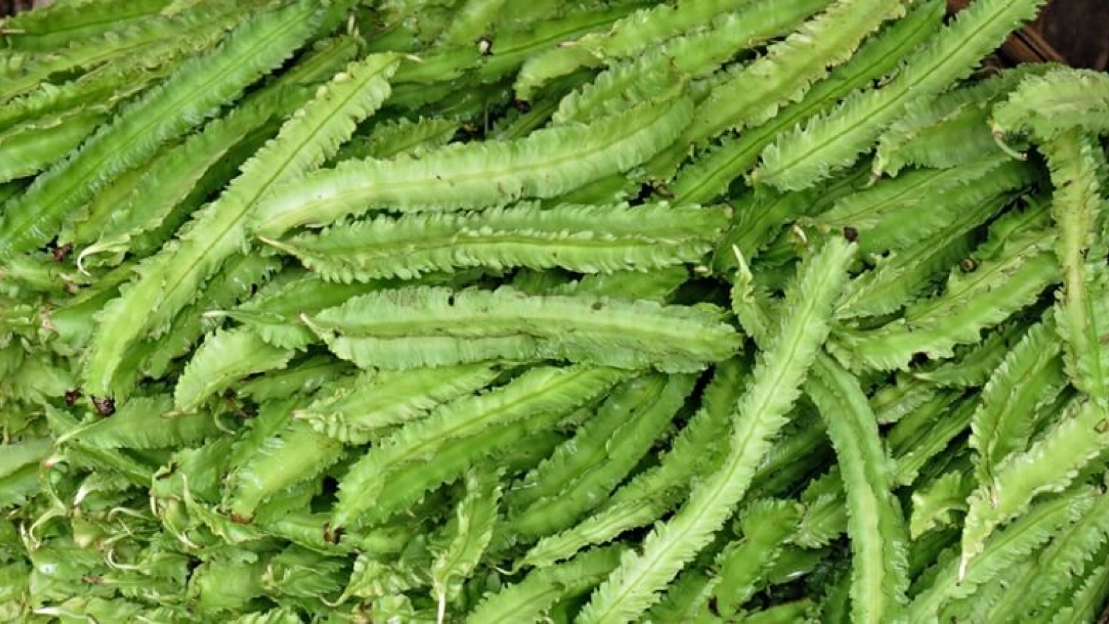 Đậu rồng, từ món rau dân dã đến nguồn dược liệu tiềm năng