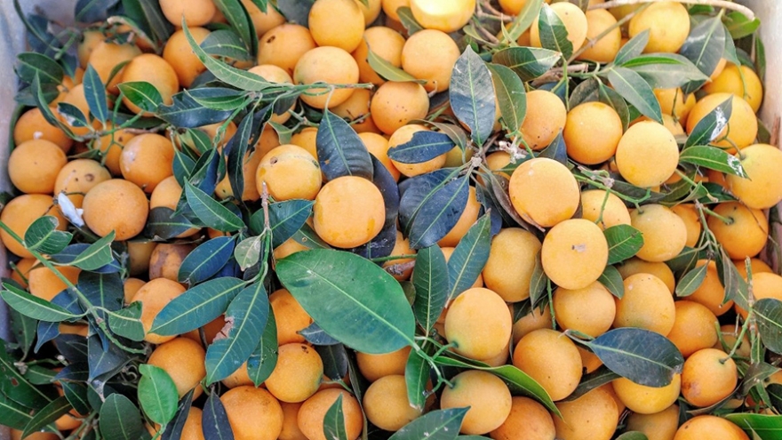 Giá cao đầu mùa, thanh trà vẫn hút khách trên chợ mạng