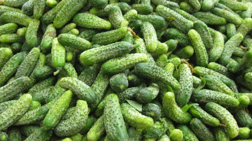 Dưa chuột bao tử: Nhỏ mà “có võ”, lợi ích sức khỏe không phải ai cũng biết