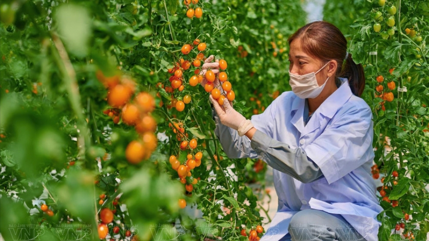 Law opens new development spaces for Vietnam’s technology firms