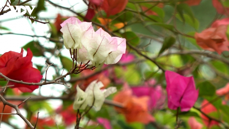 Vượt "bão" và sắc xuân hồi sinh tại làng hoa giấy Phù Đổng