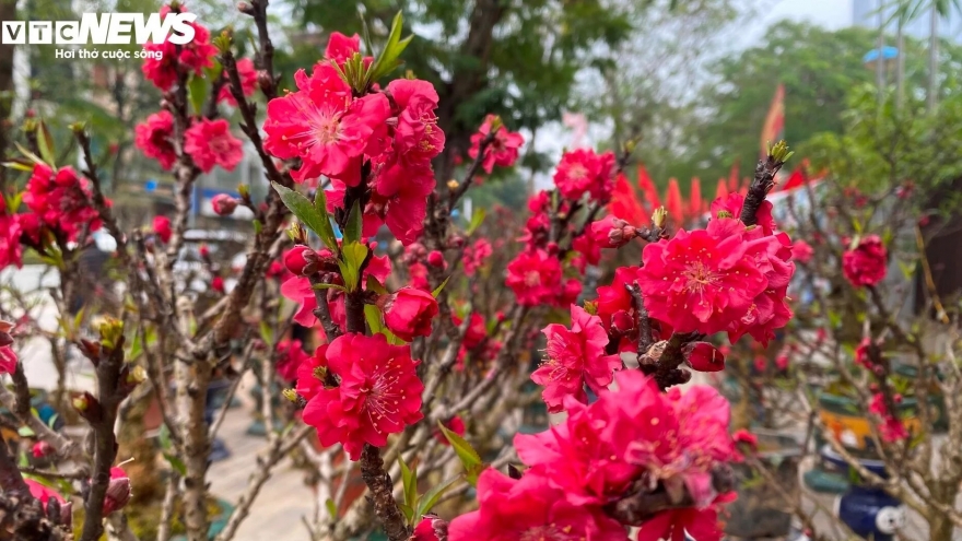 Đào thất thốn đắt đỏ nở sớm, người trồng như "ngồi trên lửa"