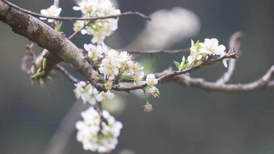 Hoa mận khoe sắc trắng tinh khôi đón Xuân về