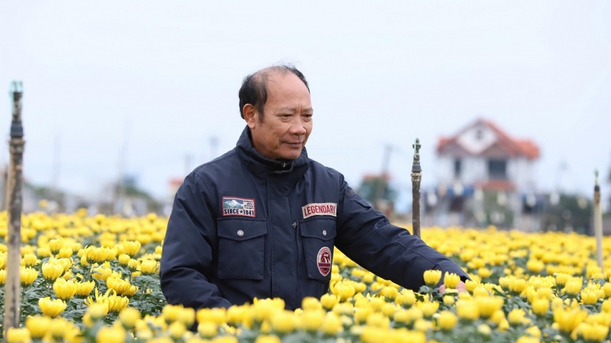 Cận Tết, khách buôn tất bật “giữ hàng”: Hoa cúc sốt giá vì khan hiếm