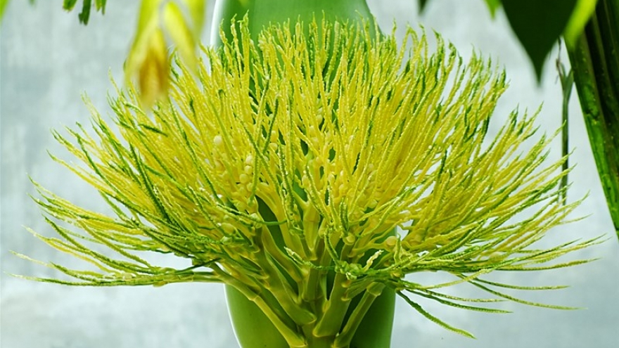 Những loại hoa trưng ban thờ mùng 1 tháng Chạp mang lại vận may cả tháng cuối năm