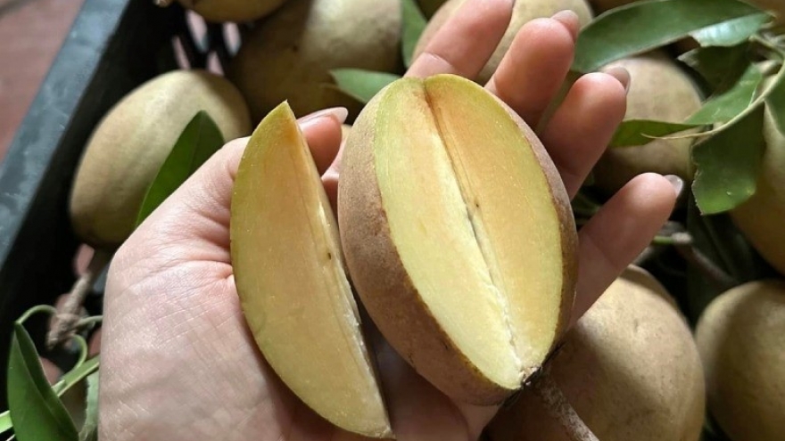 Việt Nam có loại quả lâu đời là “thuốc bổ tự nhiên”, cứ ra chợ là thấy