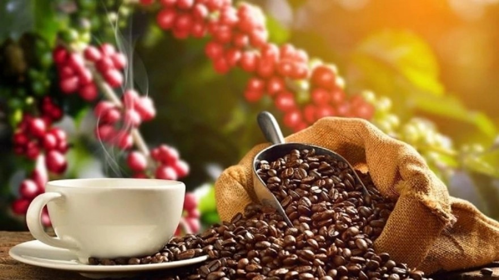 Giá cà phê hôm nay 8/1:  Cà phê trong nước và thế giới cùng đi ngang