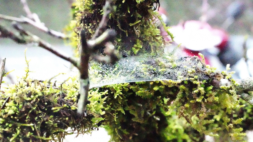 Đào phủ rêu xanh “lên ngôi”, tạo điểm nhấn cho thị trường hoa Tết