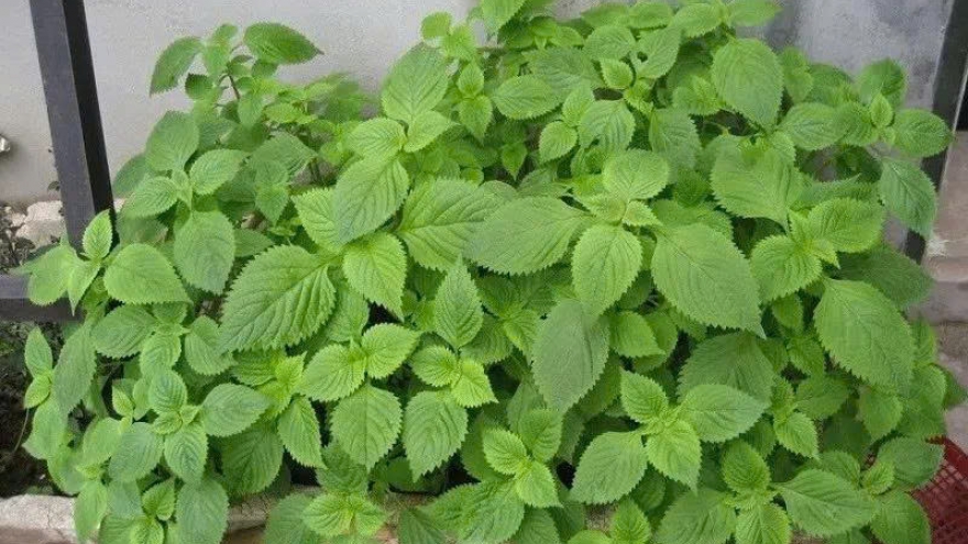 Kinh giới: Loại rau gia vị quen thuộc nhưng là thảo dược quý