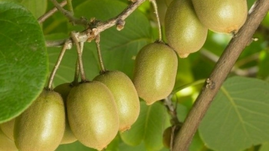 Việt Nam có "vua trái cây", ăn 1 quả mỗi ngày cực bổ dưỡng, sức khỏe thăng hạng