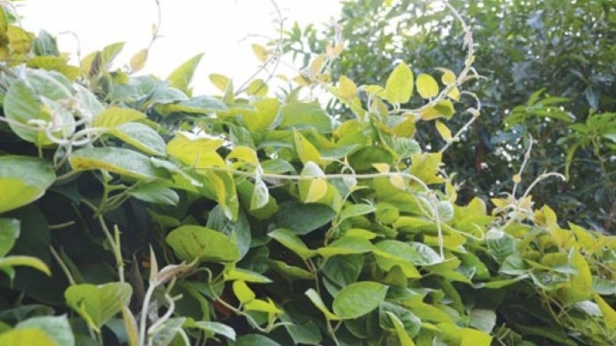 Việt Nam có loại lá đầy lông, thơm đặc trưng là "thuốc quý" ai ăn vào cũng bổ
