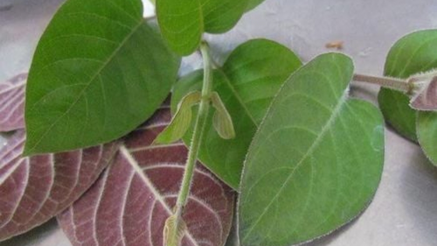 Lá mơ lông có gì đặc biệt mà dân gian coi là “vị thuốc”?