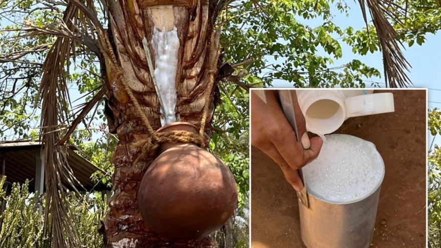 Thức uống phổ biến trong đám cưới bị nghi là nguồn lây virus Nipah ở Ấn Độ