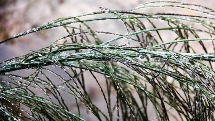 Nhiệt độ ở các tỉnh chịu ảnh hưởng không khí lạnh thực đo thấp nhất sáng nay (7/1)