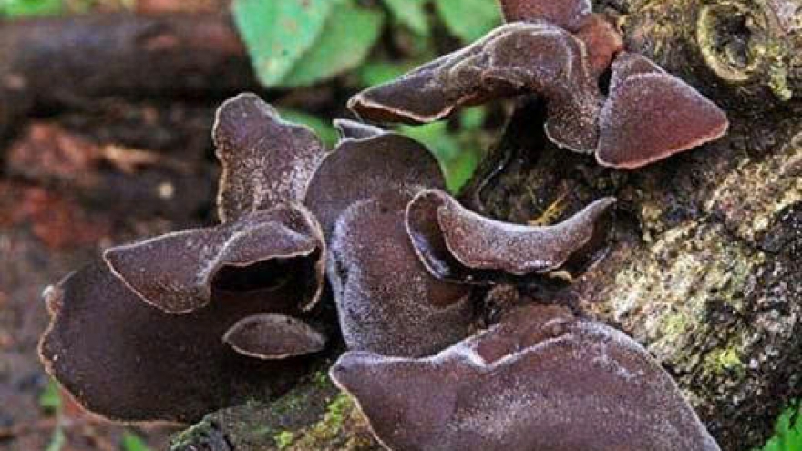 Ăn mộc nhĩ sao cho đúng để tốt cho sức khỏe