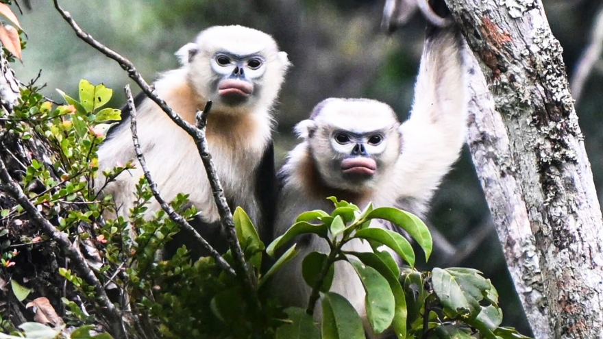 Images of the world’s rarest snub-nosed monkey in Tuyen Quang