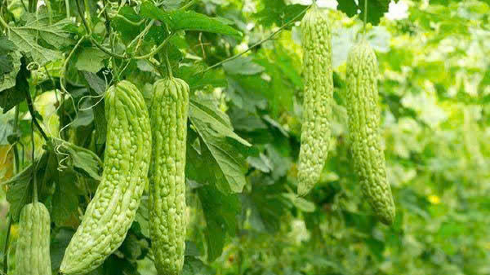 Những thực phẩm vị đắng đang bị bỏ quên nhưng tốt cho thận