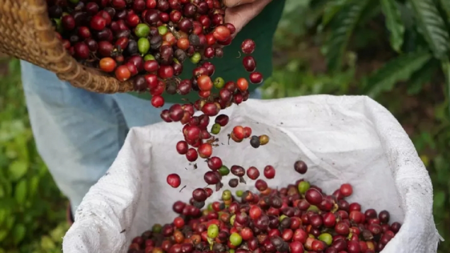 Giá cà phê hôm nay 20/1: Giá cà phê trong nước đi ngang