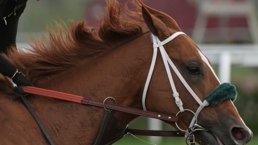 Từ chiến trường đến trường đua: Những chú ngựa “bất tử” trong lịch sử nhân loại