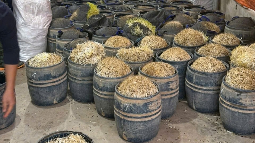 Khởi tố vụ sản xuất giá đỗ bằng chất cấm tại Hưng Yên, thu giữ gần 3 tấn