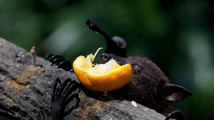 Chuyên gia chỉ ra loài dơi mang virus Nipah hay ăn 1 loại quả ở Việt Nam cũng có