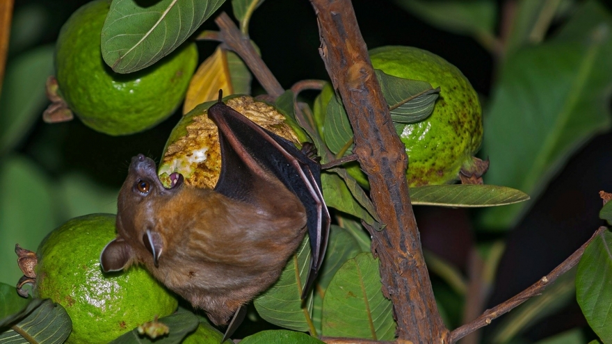 Dấu hiệu cho thấy trái cây từng bị động vật cắn, cần đặc biệt tránh xa