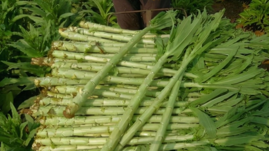 Rau đặc sản ai cũng tưởng chỉ dành cho vua chúa, giá 450.000 đồng/kg