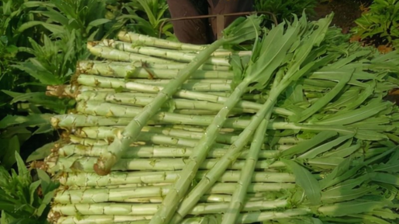 Rau đặc sản ai cũng tưởng chỉ dành cho vua chúa, giá 450.000 đồng/kg