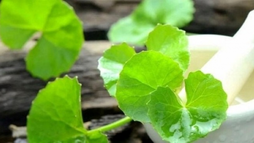 Loại rau Việt không trồng vẫn mọc khắp vườn, được ví như “nhân sâm xanh” siêu bổ