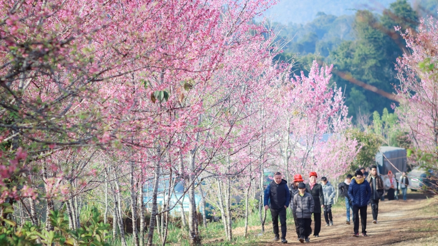 Rực rỡ sắc hoa anh đào trên mảnh đất lịch sử Mường Phăng