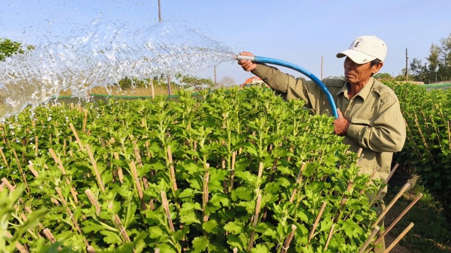 Gượng dậy sau bão lũ, làng hoa Bình Kiến chờ đợi vụ Tết