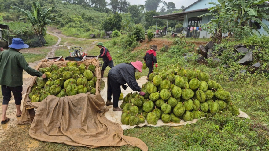 Nhiều giải pháp truy xuất nguồn gốc trái sầu riêng phục vụ xuất khẩu