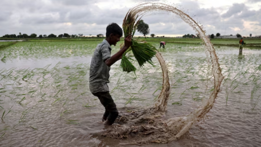 Ấn Độ trở thành quốc gia sản xuất gạo lớn nhất thế giới