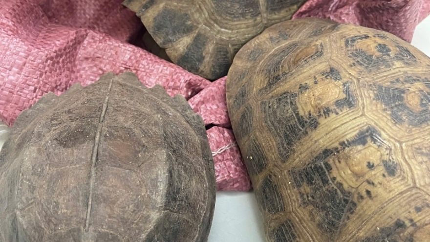 Bắt gặp 8 cá thể rùa quý hiếm ven đường, người dân giao nộp công an