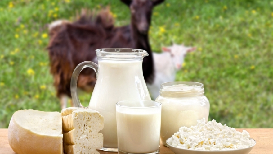 Uống sữa dê tốt đến đâu? Những lợi ích ít người biết