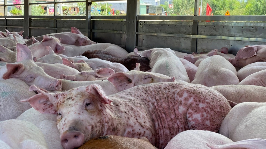 Vì sao thịt heo nhiễm dịch tả heo châu Phi tuyệt đối không được dùng cho người?