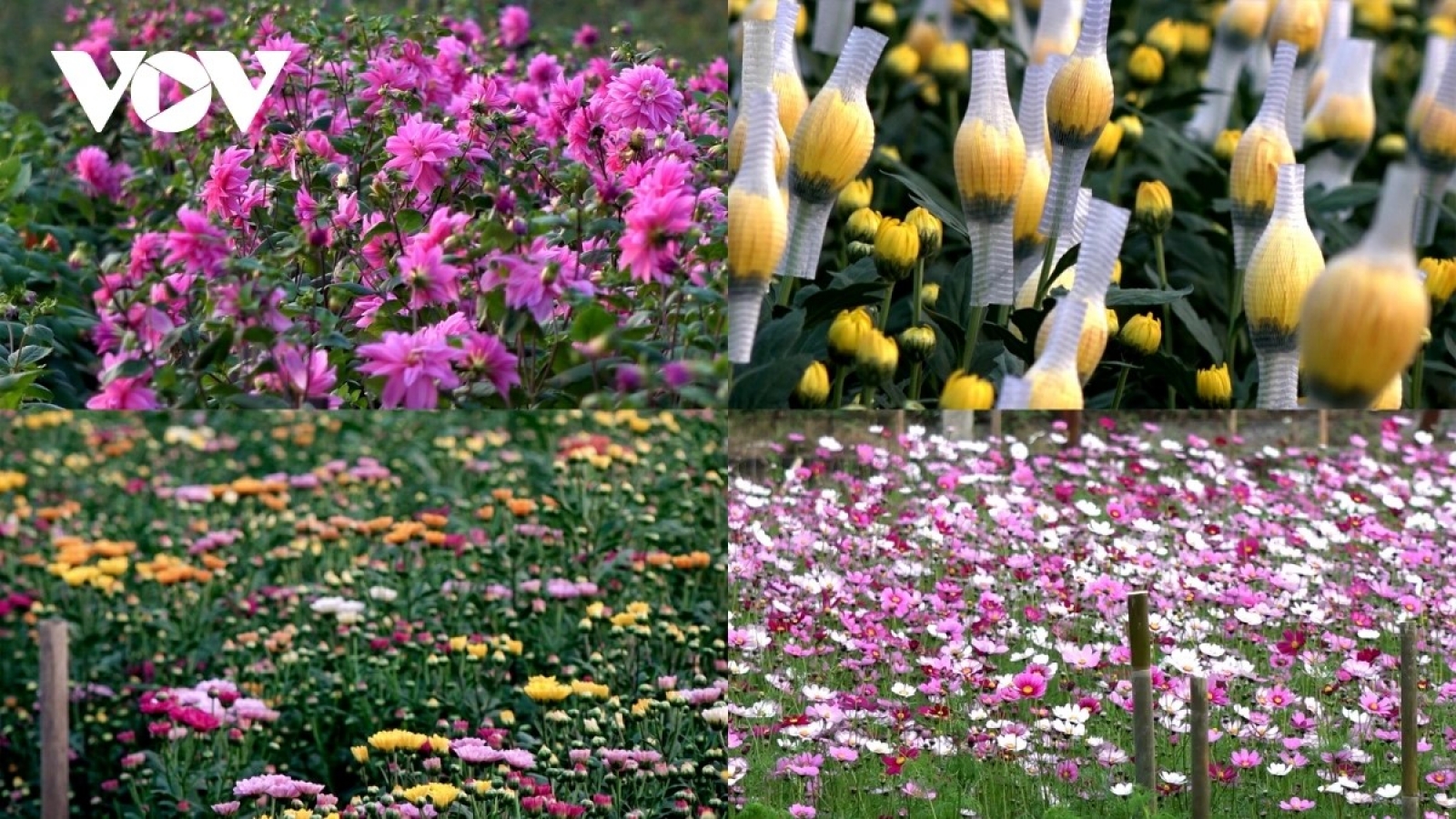 Hanoi flower growers rush to prepare for Lunar New Year demand