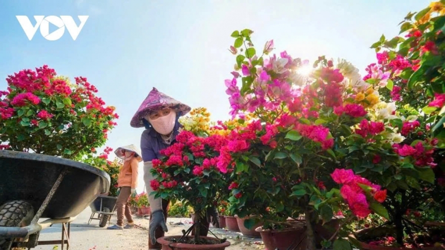 Phu Son’s bougainvillea kingdom in full bloom ahead of Lunar New Year