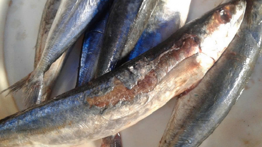 Làm gì để giảm nguy cơ “ăn nhầm” thực phẩm ngâm formol?