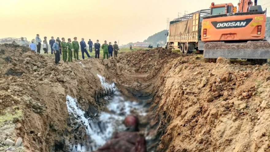 Tiêu huỷ 13 con trâu nhiễm lở mồm long móng suýt bị đưa đi tiêu thụ tại Bắc Ninh