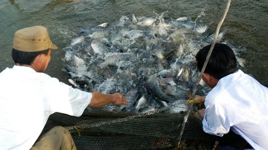Vietnam, US launch US$15.2 million tilapia development project